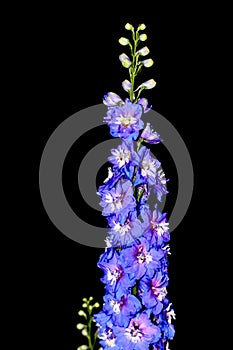 Tall Blue Delphinium flower isolated