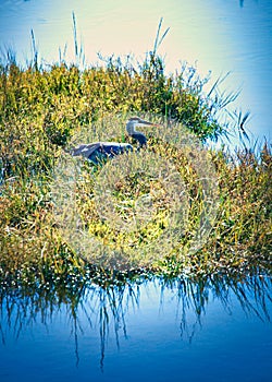 Tall blue heron bird Bolsa Chica ecological Reserve photo