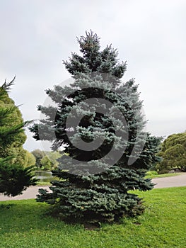 A tall blue spruce grows in the Park .