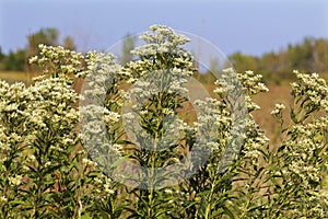 Tall Boneset  846570