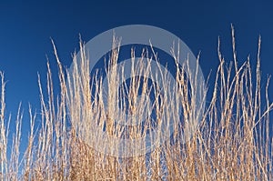 Tall brown grass in front of a blue sky