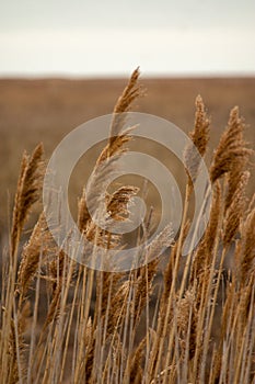 The tall brown grasses at the Pt. Mouilee State Park