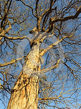 Tall Brown Sunlit December Tree