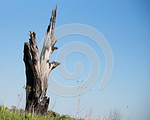 Tall burnt tree stump with horizonal orientation and room for text