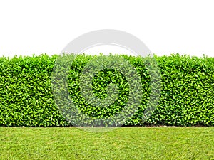 Tall bush hedge with grass isolated on white. Seamless endless