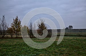Tall bushes in autumn by the edge of a field in the countyside