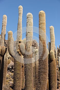 Tall cacti growing on Isla del Pescado