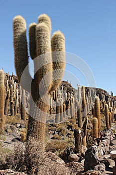 Tall cacti growing on Isla del Pescado