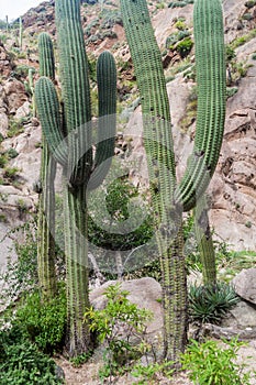 Tall cacti in Quebrada del Colorado canyon near Cafayate, Argenti