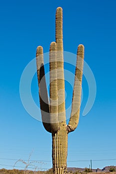 Tall Cactus