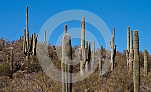 Tall Cactus
