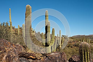 Tall Cactus
