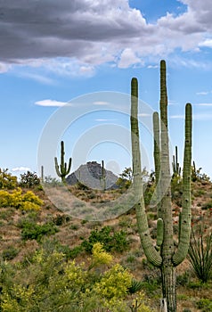 Tall Cactus In the Arizona Desert photo