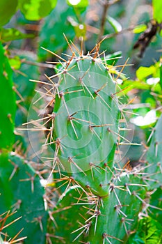 Tall cactus in a cactus garden