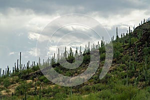 Tall cactus hills on the side of mountain with visible vegetation and cloudy dark storm skies in background on cliffs