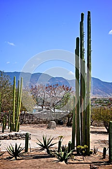 Tall cactus in Mexico