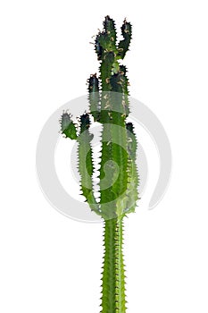 Tall cactus plant