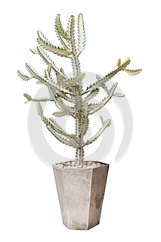 Tall cactus in a potted tree isolated on white background