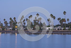 Tall California fan palms on bayside community of San Diego