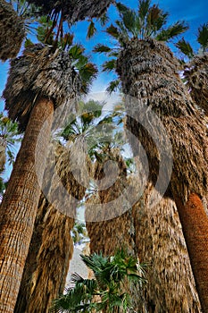 Tall California fan palms (Washingtonia filifera) in the oasis of Palm Canyon, Anza-Borrego, California, USA.