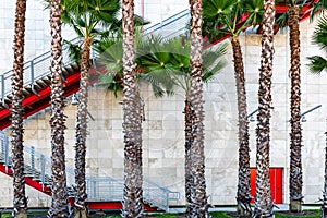 Tall California palm trees outside stone wall building