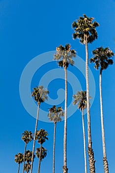 Tall Californian Trees On A Clear Summer Day
