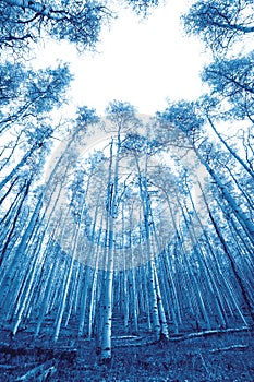 Tall canopy of aspen trees with empty sky background in a Colorado landscape with blue monotone colors