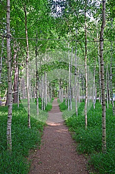 Tall canopy of birch trees replantation lining at Nami Island with green grass