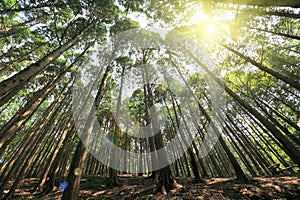 Tall cedar trees in lushan