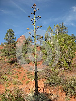 Tall Century Plant Growing in Red Rock Landscape Sedona Arizona