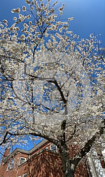 Tall Cherry Blossom Tree in Full Bloom in Spring