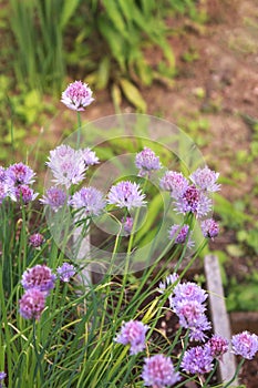 Tall chive herb flowers growing in the garden, vertical