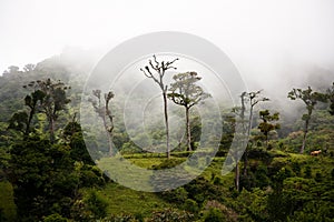 Tall cloud forest trees