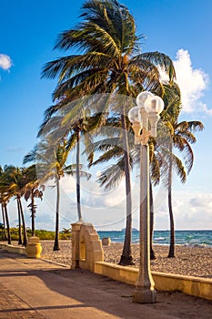 Tall coconut palm tree on the beach Hollywood Floride boardwalk