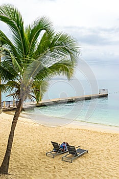 Tall coconut palm tree on beautiful tropical island white sand beach