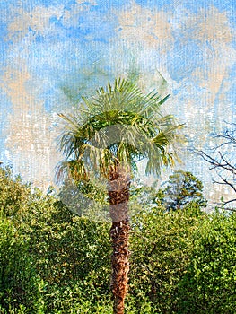 A tall coconut palm tree in front of a green tropical forest. Tropical Tree with a large crown. Digital watercolor painting