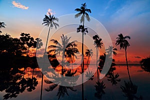 Tall coconut palm trees at twilight sky reflected in water