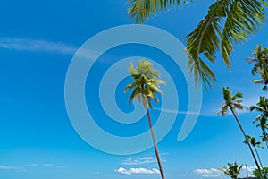 Tall coconut palms against tropical blue sky