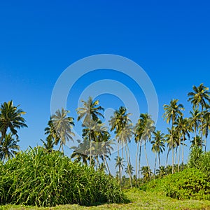 Tall coconut palms on coast of ocean