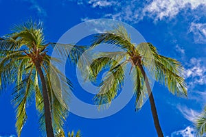 Coconut palms trees on blue sky on a tropical beach