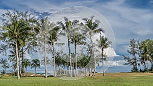 Tall coconut palms grow on the green lawn. lue sky and clouds. Malaysia. Borneo. Kota Kinabalu.