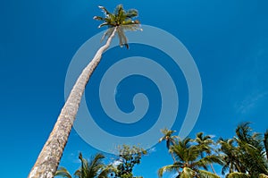 Tall coconut tree