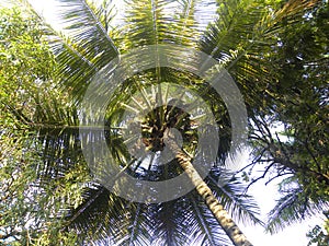Tall Coconut tree with coconut fruits and branches