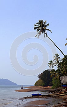 Tall coconut tree peeking over anjarle creek