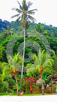 Tall coconut tree in Perhentian Islands