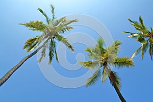 Tall Coconut Trees