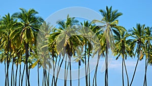 Tall Coconut Trees