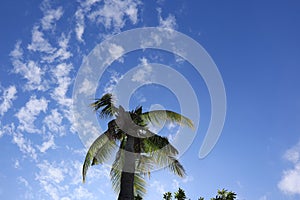 Tall Coconut Trees Background Blue Sky and White Clouds Nature Morning Selectable Focus Copy Space
