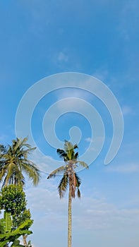 Tall coconut trees under a clear blue sky.