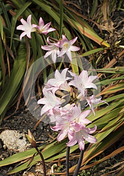 Collection of Pink tropical flowers with leaves in background Eden Project Cornwall UK